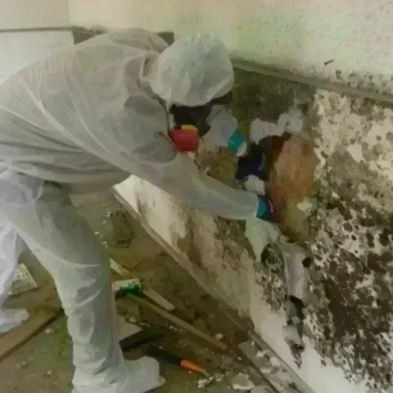 Mold Remediation and Removal in Justin, TX